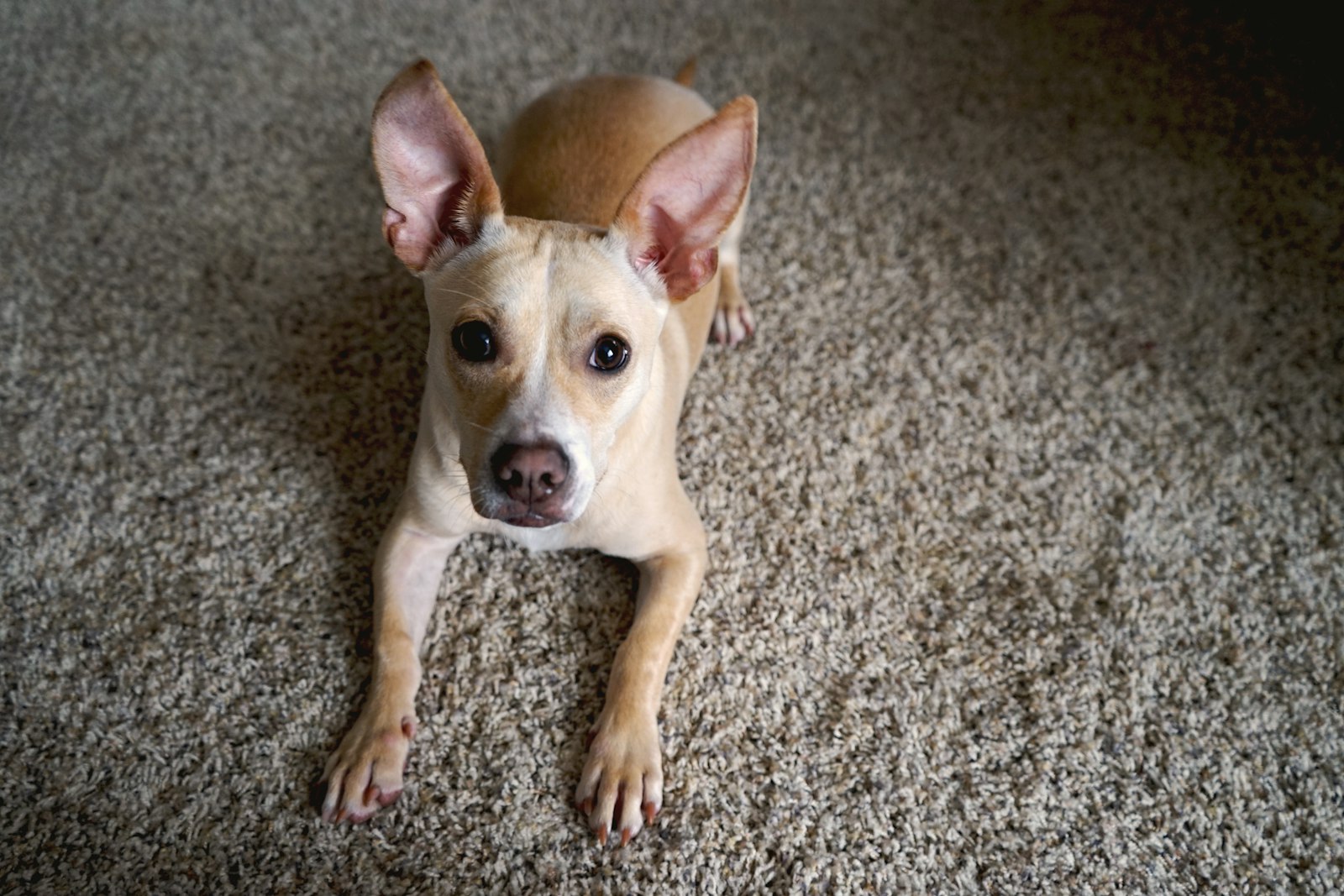 How to clean a pet accident on a couch or rug in NYC