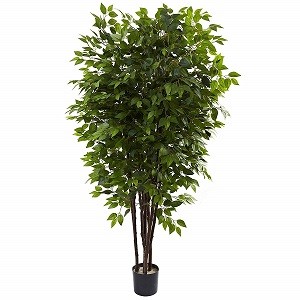 Fico Tree